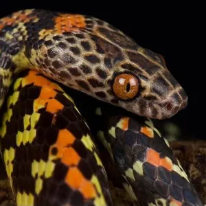 Snakes Mounted Art Print Collection: Night Snake