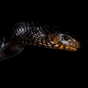 Snakes Mounted Art Print Collection: Indigo Snake
