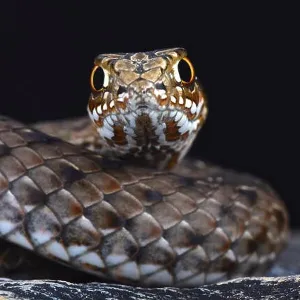 Snakes Mounted Art Print Collection: Montpellier Snake