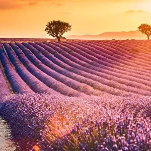 Fantastic summer mood, floral sunset landscape of meadow lavender flowers. Beautiful colorful sky, sun rays, peaceful bright and relaxing nature scene