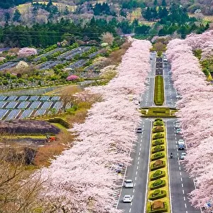 Fuji Reien Cemetery, Shizuoka, Japan in spring