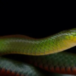 Snakes Mounted Art Print Collection: Ground Snake