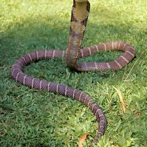 Snakes Mounted Art Print Collection: King Cobra