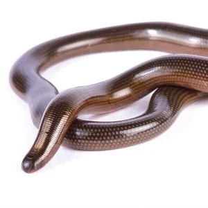 Snakes Mounted Art Print Collection: Blind Snake