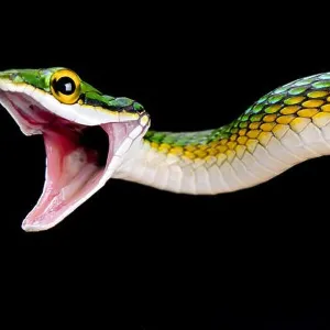 Snakes Mounted Art Print Collection: Lora