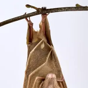 Pteropodidae Framed Art Print Collection: Peterss Epauletted Fruit Bat