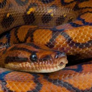 Snakes Mounted Art Print Collection: Glossy Snake