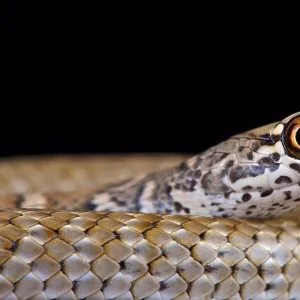 Snakes Mounted Art Print Collection: Coachwhip Snake