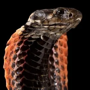 Snakes Mounted Art Print Collection: Rinkhals