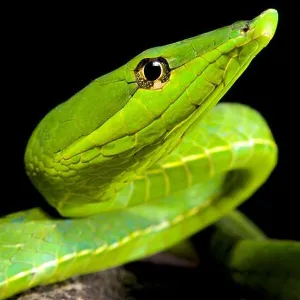 Snakes Mounted Art Print Collection: Green Snake