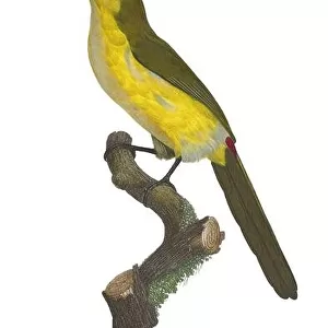 South and Central America: Emerald Toucanet. Painting from Natural History of Birds of Paradise and Rollers