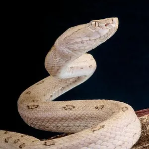 Snakes Mounted Art Print Collection: Habu