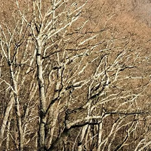 Tree Branch Patterns - Blue Ridge Parkway - near Asheville, North Carolina, USA