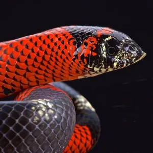 Snakes Mounted Art Print Collection: Hognose Snake