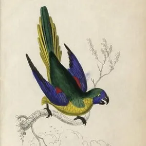 Didelphidae Collection: Pulchellus