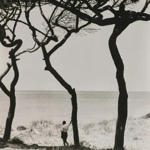 Un homme appuyé sur le tronc d'un arbre de pin, en bordure de mer. Les arbres reflètent par terre leur ombre. Un homme appuyé sur le tronc d'un arbre de pin, en bordure de mer. Les arbres reflètent par terre leur ombre.