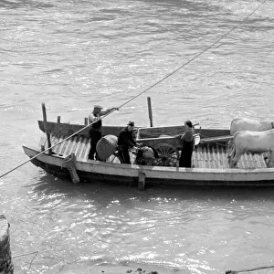 Ox cart carried by a boat on the Arno in the area between Le Sieci and Molino del Piano