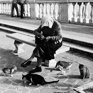 "The old woman and the cats of Venice". An elderly woman, seated on a bench, as she feeds some cats; her head is covered with a handkerchief to block the sun. In the background, two men stand at a railing and look at the lagoon