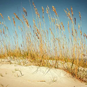 Georgia, Tybee Island, sea oats on beach dunes