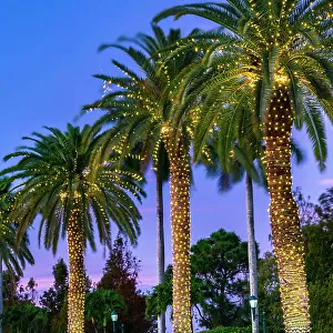 Palm trees decorated with lights at night