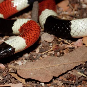 Coral Snake Pillow Collection: Western Coral Snake