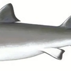 Zoology - Fishes - Carcharhiniformes - School shark (Galeorhinus galeus), illustration