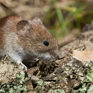 Topillo de banco, Clethrionomys glareolus. Topillo de banco, Clethrionomys glareolus.