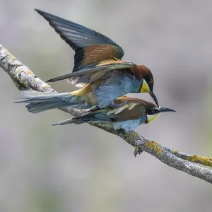 Bee-eater Print, Rhineland-Palatinate, Germany Bee-eater Print, Rhineland-Palatinate, Germany