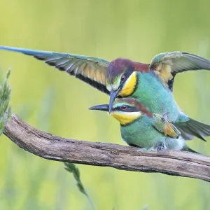 Meropide (Merops apiaster) di coppia. Meropide (Merops apiaster) di coppia.