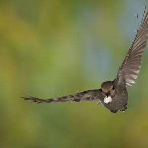 Black Redstart (Phoenicurus ochruros) female in flight with droppings from nest
