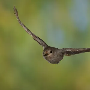Black Redstart (Phoenicurus ochruros) female in flight
