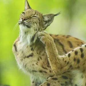Prints of : Category Pets