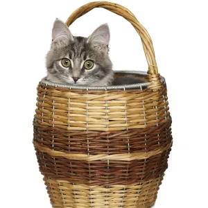Prints of : Category Pets