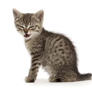 Prints of : Category Pets