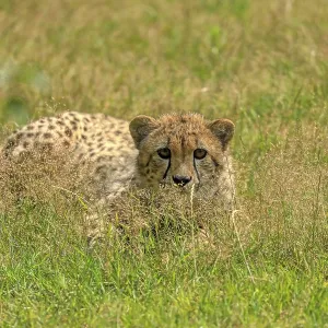 Cheetah (Acinonyx jubatus), lying in the meadow