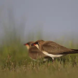 Collared pratincole (Glareola pratincola) with food in its beak in meadow