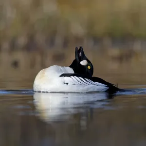 Common Common Goldeneye (Bucephala clangula)