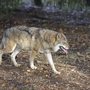 European gray wolf (Canis lupus lupus)