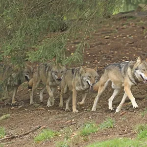 European gray wolf (Canis lupus lupus)