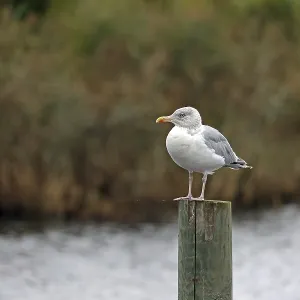European herring gull (Larus argentatus)