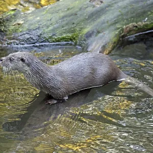 European otter (Lutra lutra), sitting in meadow