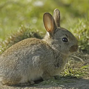 European rabbit (Oryctolagus cuniculus)