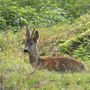 European roe deer (Capreolus capreolus) in Arnsberg