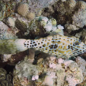 Script Filefish Print, House Reef, Red Sea Script Filefish Print, House Reef, Red Sea