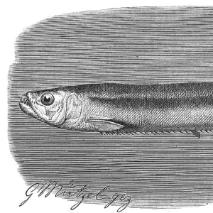 W Collection: Wolf Herring