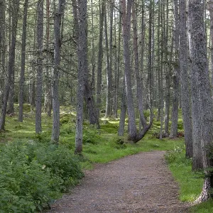Forest Reserve and Falls of Bruar Print, Pitlochry, Scotland Forest Reserve and Falls of Bruar Print, Pitlochry, Scotland