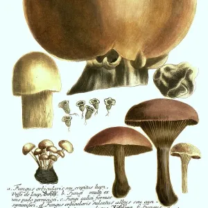 Peramelidae Pillow Collection: Pallescens