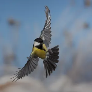 Great tit (Parus major) in flight