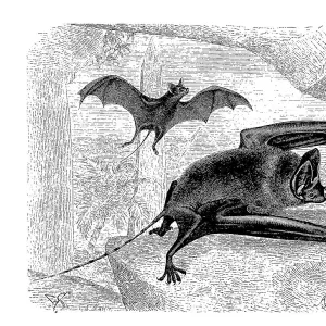 Rhinopomatidae Collection: Greater Mouse-tailed Bat
