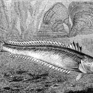 W Collection: Weeverfish